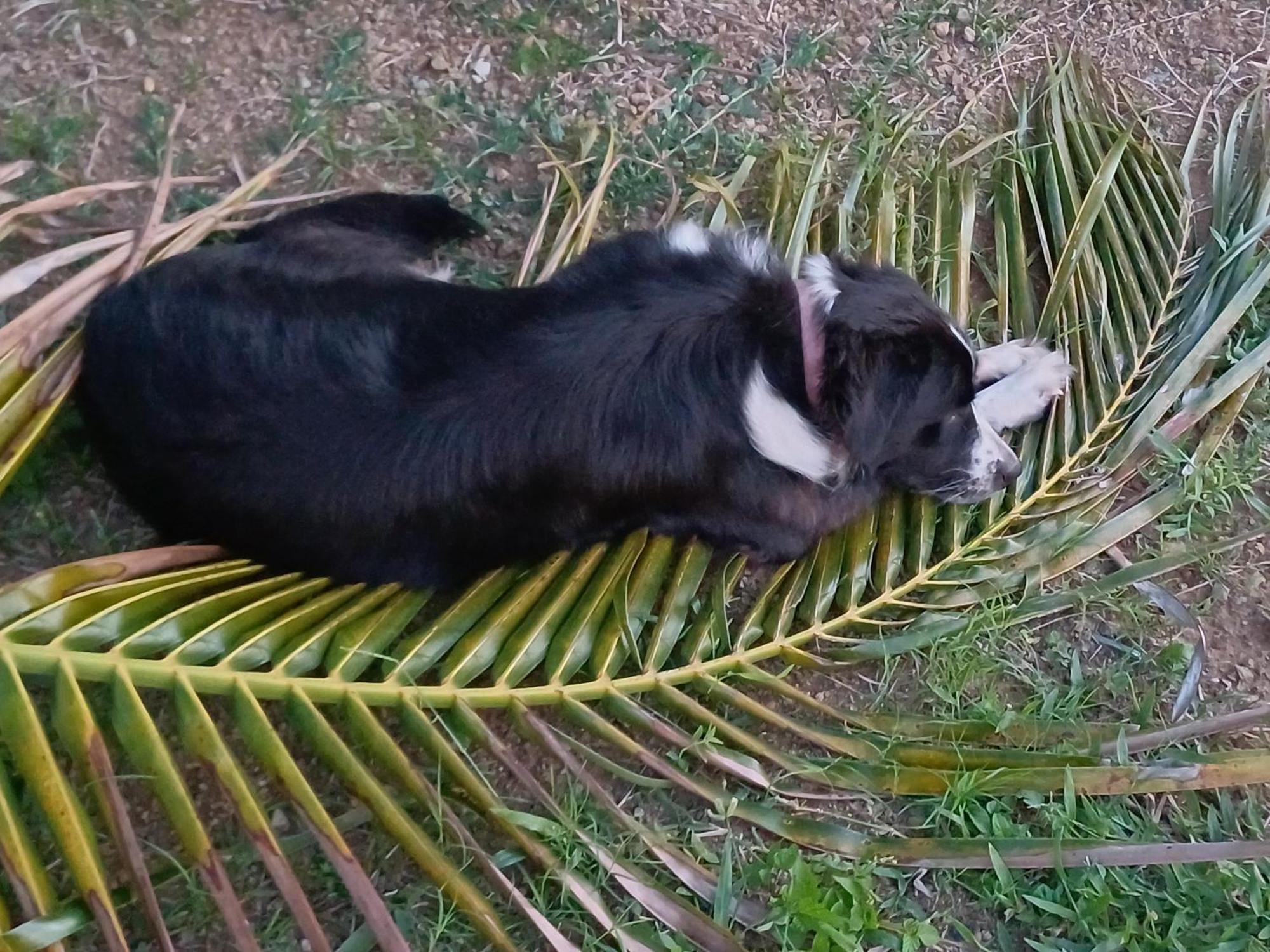 Rooster Run Glamping Camping Has Rooftop And Off The Ground Glamping Experience For 1 To 16 In A Single Tent And Views Of The Rain Forrest And To Culebra Across The Atlantic Ocean W Tents, Linens, Deluxe Air Beds, Warm Shower And More At A Great Pric Vieques Kültér fotó