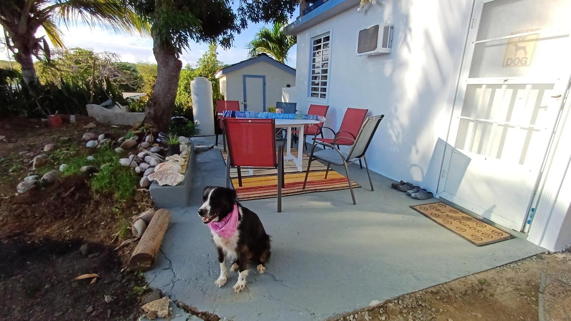 Rooster Run Glamping Camping Has Rooftop And Off The Ground Glamping Experience For 1 To 16 In A Single Tent And Views Of The Rain Forrest And To Culebra Across The Atlantic Ocean W Tents, Linens, Deluxe Air Beds, Warm Shower And More At A Great Pric Vieques Kültér fotó