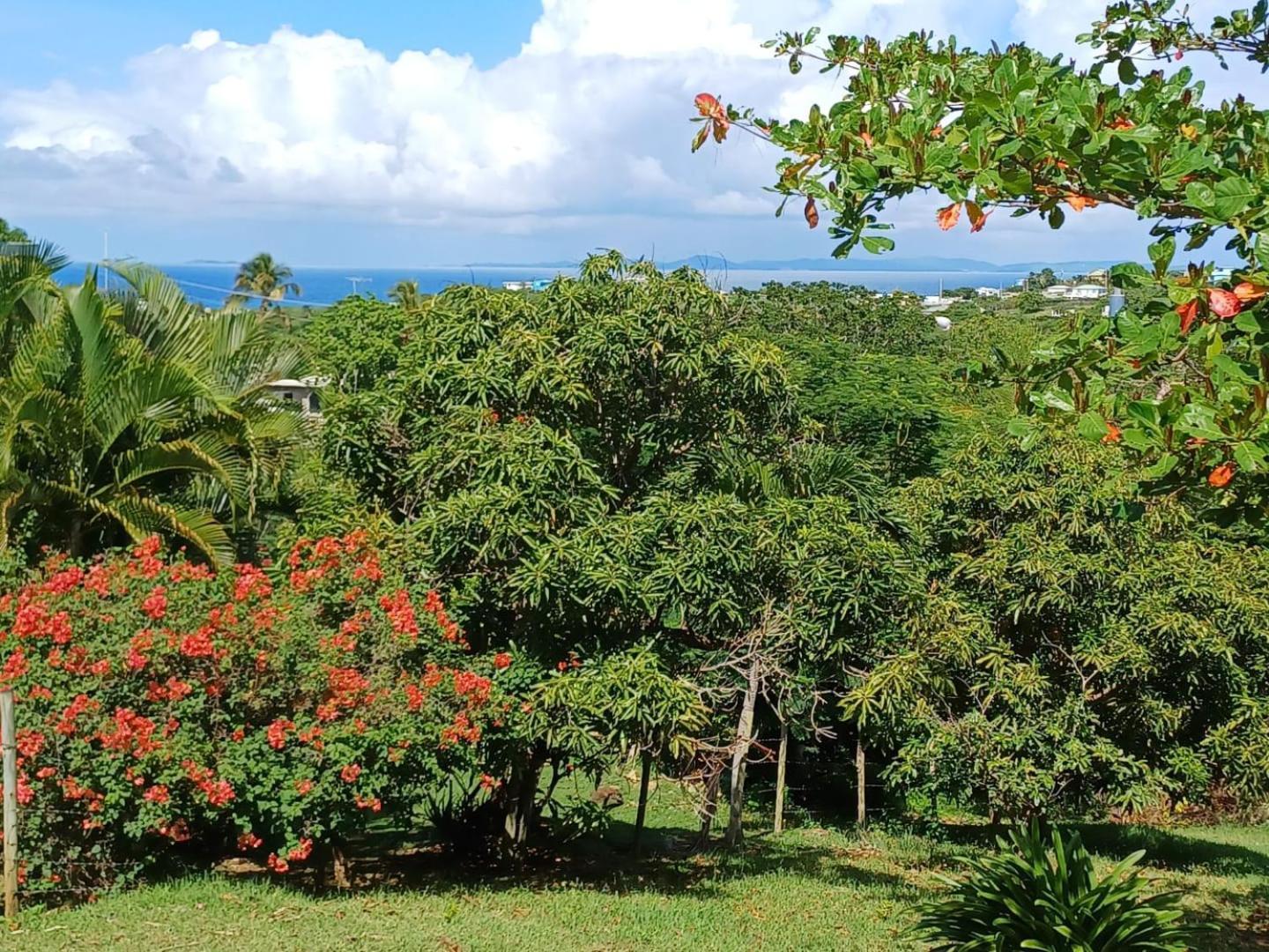 Rooster Run Glamping Camping Has Rooftop And Off The Ground Glamping Experience For 1 To 16 In A Single Tent And Views Of The Rain Forrest And To Culebra Across The Atlantic Ocean W Tents, Linens, Deluxe Air Beds, Warm Shower And More At A Great Pric Vieques Kültér fotó